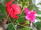 Surinam