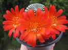 Rebutia krainsiana