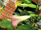 Picture 020