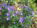 Aster dumosus sapphire