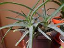 Aloe arborescens