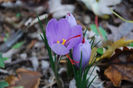 sativus  3,5/bulb