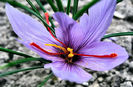 crocus-sativus