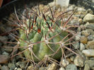 Acanthocalycium munitum
