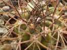 Acanthocalycium munitum