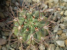 Acanthocalycium munitum