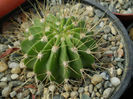 Acanthocalycium variiflorum