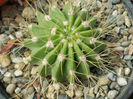 Acanthocalycium variiflorum