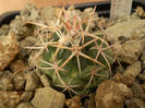 CORYPHANTHA SCHEERI