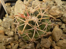 CORYPHANTHA SCHEERI