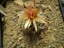 CORYPHANTHA SCHEERI
