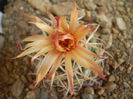 CORYPHANTHA SCHEERI