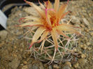 CORYPHANTHA SCHEERI