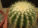 ECHINOCACTUS GRUSONII