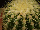 ECHINOCACTUS GRUSONII