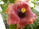 Plum Pizzazz
