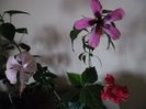 Hibiscus grup