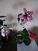Hibiscus grup