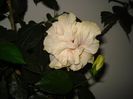 DSC09433
