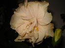 DSC09445