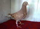 144 Meulemans