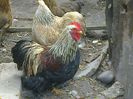 Cochinchina pitic mestecaniu