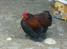 Cocos Cochinchina pitic potarnichiu