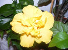 HIBISCUS KOENIG
