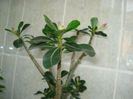 Adenium12