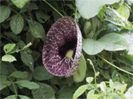Aristolochia elegans-2