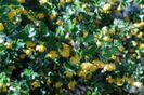 Berberis candidula Jytte 15