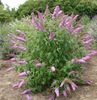 Buddleja davidii Pink Delight 12