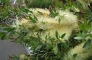 Callistemon_pallidus