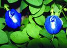 CLITORIA ternatea