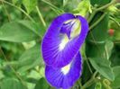 Clitoria ternatea