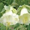 cobaea scandens alba-