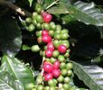 Coffea arabica-