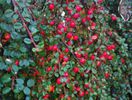 Cotoneaster proc Streibs Findling 12