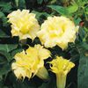 datura metel golden queen-2lei