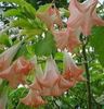 datura pinkbrug rose