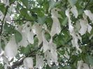 Davidia_involucrata 30-60cm-70 lei