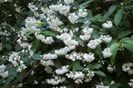 deutzia pride of rochester 15