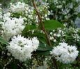 deutzia scabra candidissima 15