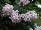 Deutzia-hybrida-Mont-Rose 15