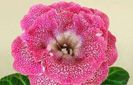 gloxinia Fancy Ball