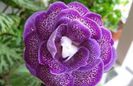 gloxinia zaznoba