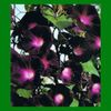 Ipomoea purpurea Kniola s Black