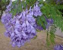 Jacaranda_mimosifolia