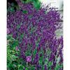 lavanda hidcote blue