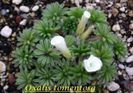 Oxalis_tomentosa